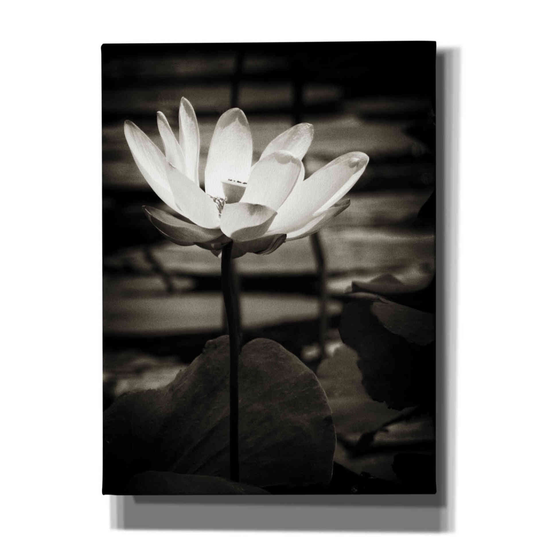 'Lotus Flower VIII' by Debra Van Swearingen, Canvas Wall Art,12x16x1.1x0,18x26x1.1x0,26x34x1.74x0,40x54x1.74x0