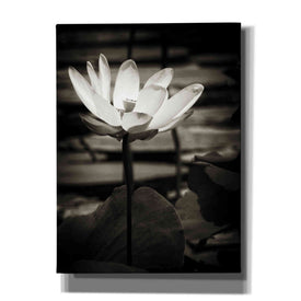 'Lotus Flower VIII' by Debra Van Swearingen, Canvas Wall Art,12x16x1.1x0,18x26x1.1x0,26x34x1.74x0,40x54x1.74x0