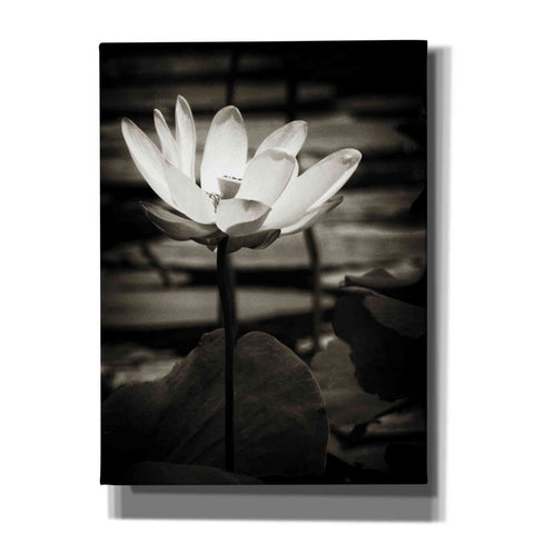 Image of 'Lotus Flower VIII' by Debra Van Swearingen, Canvas Wall Art,12x16x1.1x0,18x26x1.1x0,26x34x1.74x0,40x54x1.74x0