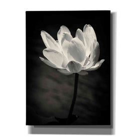 'Lotus Flower X' by Debra Van Swearingen, Canvas Wall Art,12x16x1.1x0,18x26x1.1x0,26x34x1.74x0,40x54x1.74x0