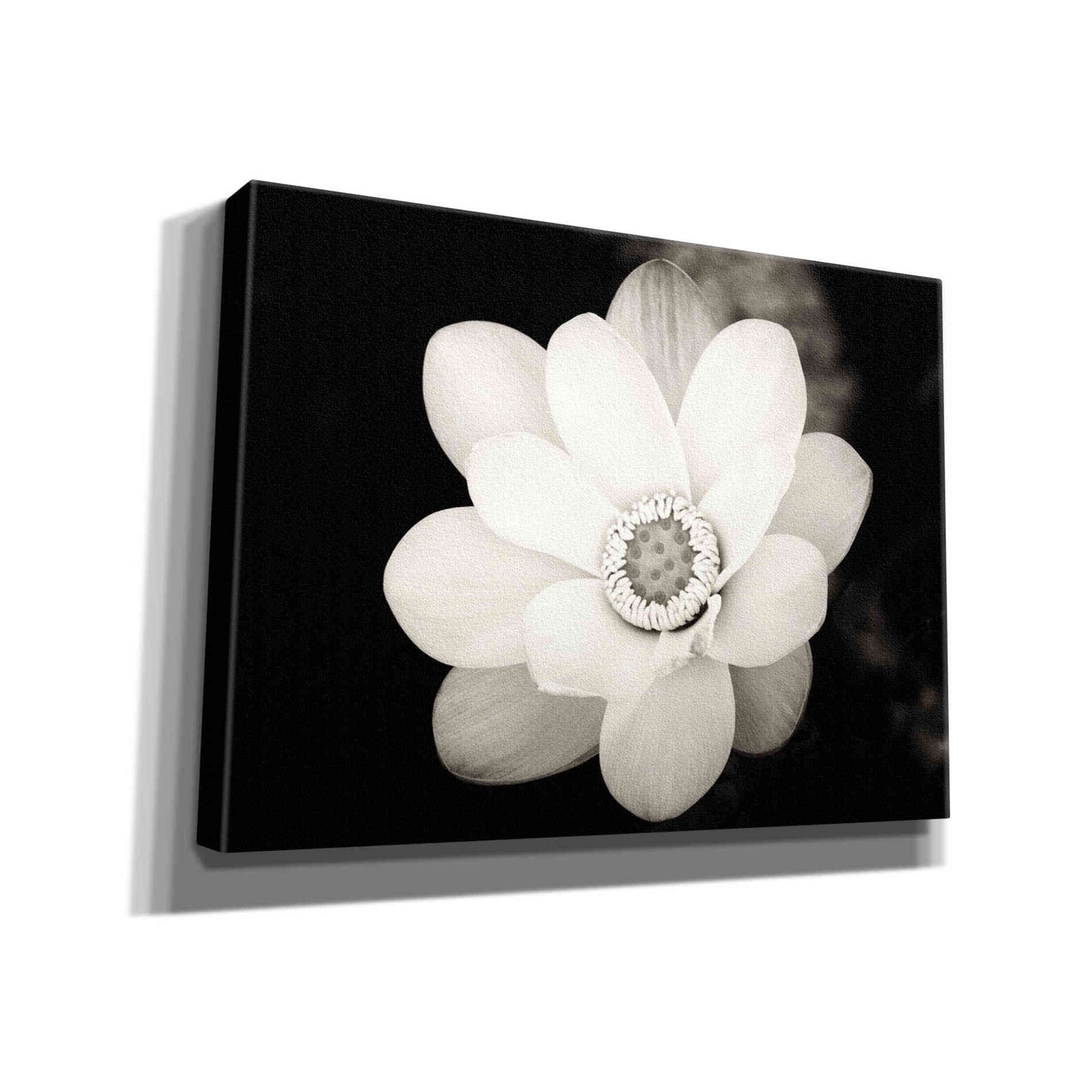 'Lotus Flower III' by Debra Van Swearingen, Canvas Wall Art,16x12x1.1x0,26x18x1.1x0,34x26x1.74x0,54x40x1.74x0