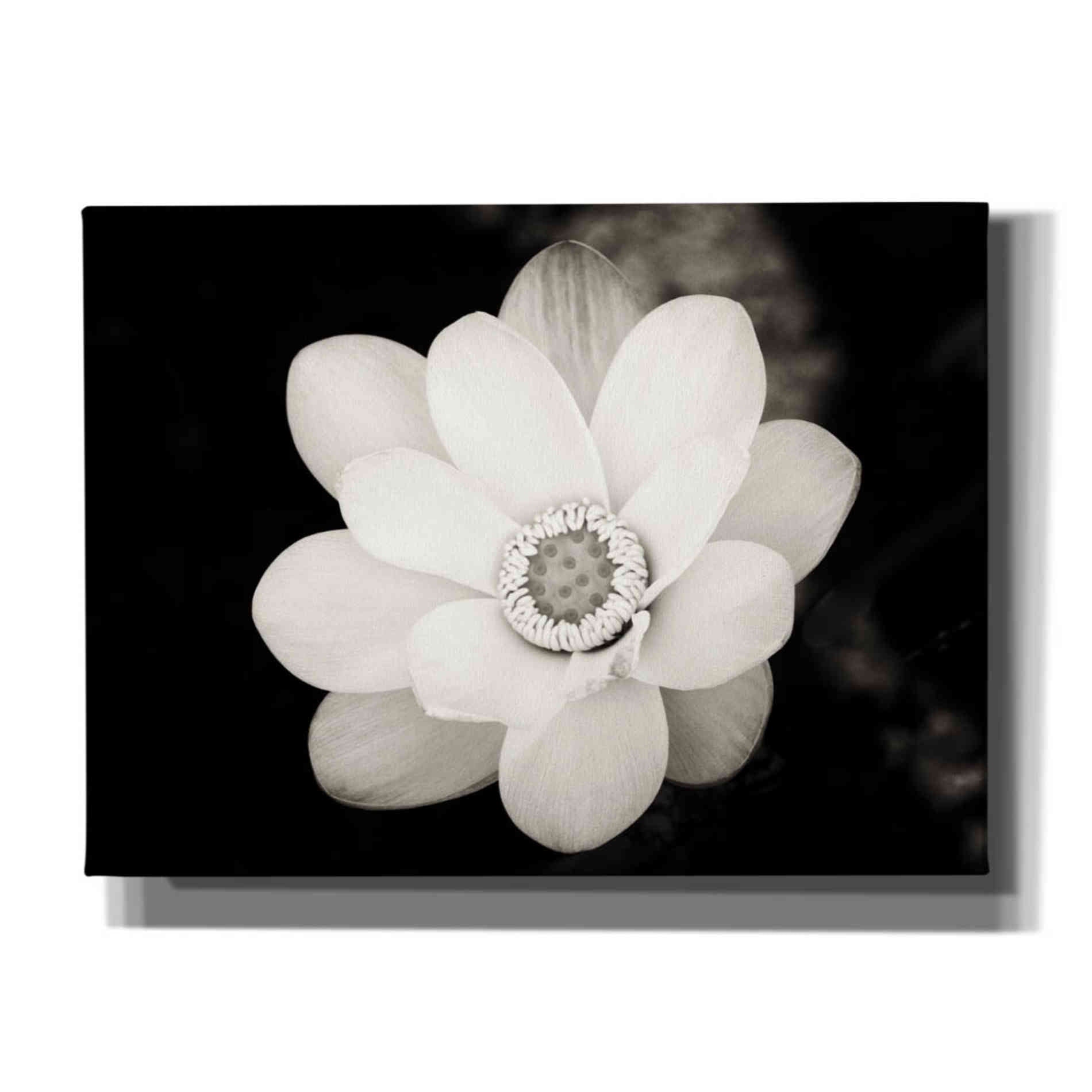 'Lotus Flower III' by Debra Van Swearingen, Canvas Wall Art,16x12x1.1x0,26x18x1.1x0,34x26x1.74x0,54x40x1.74x0