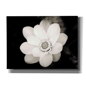 'Lotus Flower III' by Debra Van Swearingen, Canvas Wall Art,16x12x1.1x0,26x18x1.1x0,34x26x1.74x0,54x40x1.74x0