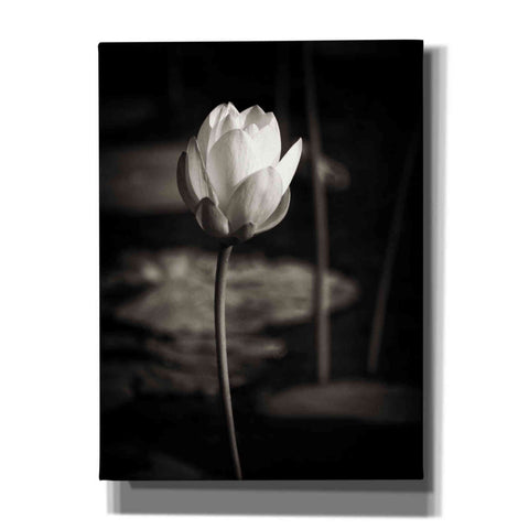 Image of 'Lotus Flower VI' by Debra Van Swearingen, Canvas Wall Art,12x16x1.1x0,18x26x1.1x0,26x34x1.74x0,40x54x1.74x0