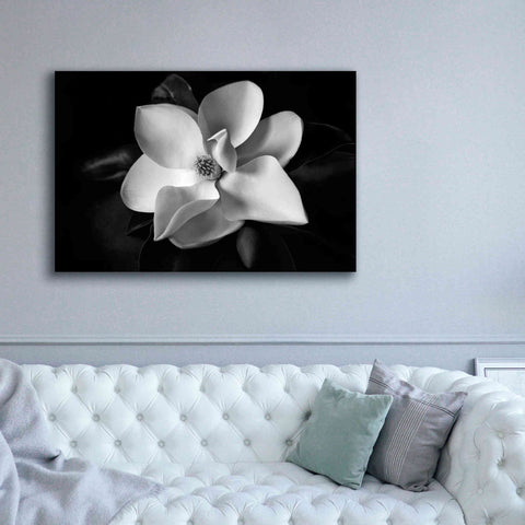 Image of 'SID14511_Magnolia' by Debra Van Swearingen, Canvas Wall Art,60 x 40