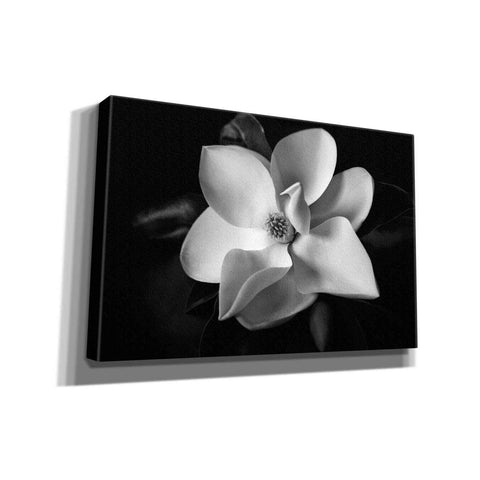 Image of 'SID14511_Magnolia' by Debra Van Swearingen, Canvas Wall Art,18x12x1.1x0,26x18x1.1x0,40x26x1.74x0,60x40x1.74x0