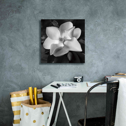 Image of 'Magnolia' by Debra Van Swearingen, Canvas Wall Art,18 x 18