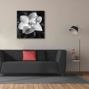 'Magnolia' by Debra Van Swearingen, Canvas Wall Art,37 x 37