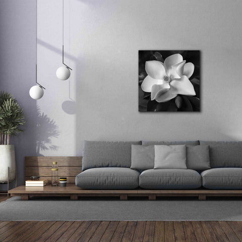 Image of 'Magnolia' by Debra Van Swearingen, Canvas Wall Art,37 x 37
