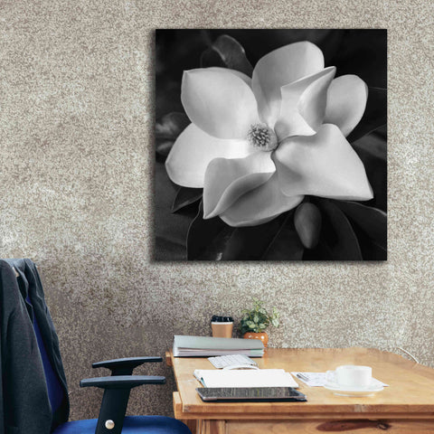 Image of 'Magnolia' by Debra Van Swearingen, Canvas Wall Art,37 x 37