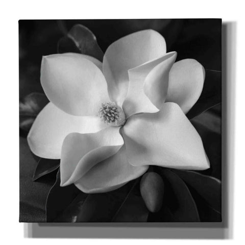 Image of 'Magnolia' by Debra Van Swearingen, Canvas Wall Art,12x12x1.1x0,18x18x1.1x0,26x26x1.74x0,37x37x1.74x0