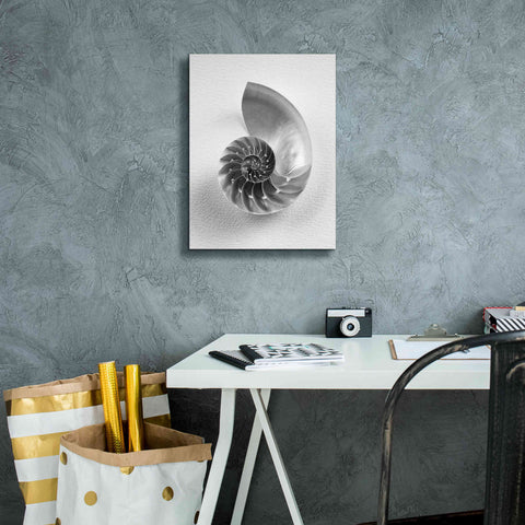 Image of 'Nautilus 4' by Debra Van Swearingen, Canvas Wall Art,12 x 16