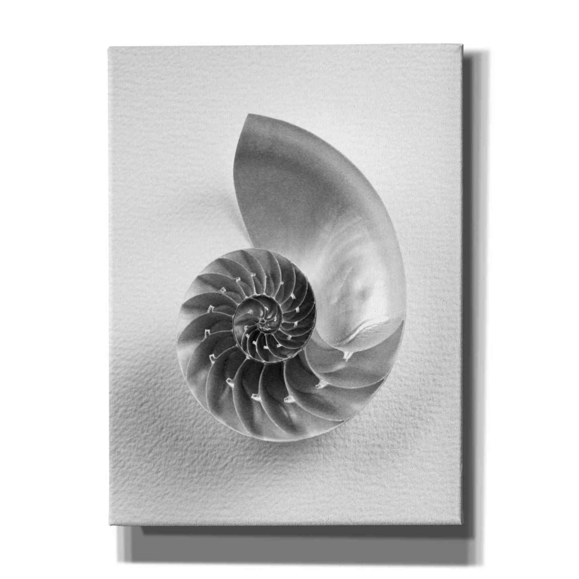 'Nautilus 4' by Debra Van Swearingen, Canvas Wall Art,12x16x1.1x0,20x24x1.1x0,26x30x1.74x0,40x54x1.74x0