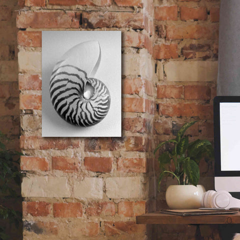 Image of 'Nautilus 2' by Debra Van Swearingen, Canvas Wall Art,12 x 16