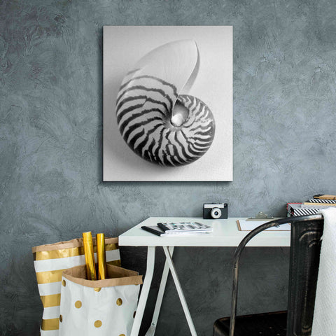 Image of 'Nautilus 2' by Debra Van Swearingen, Canvas Wall Art,20 x 24