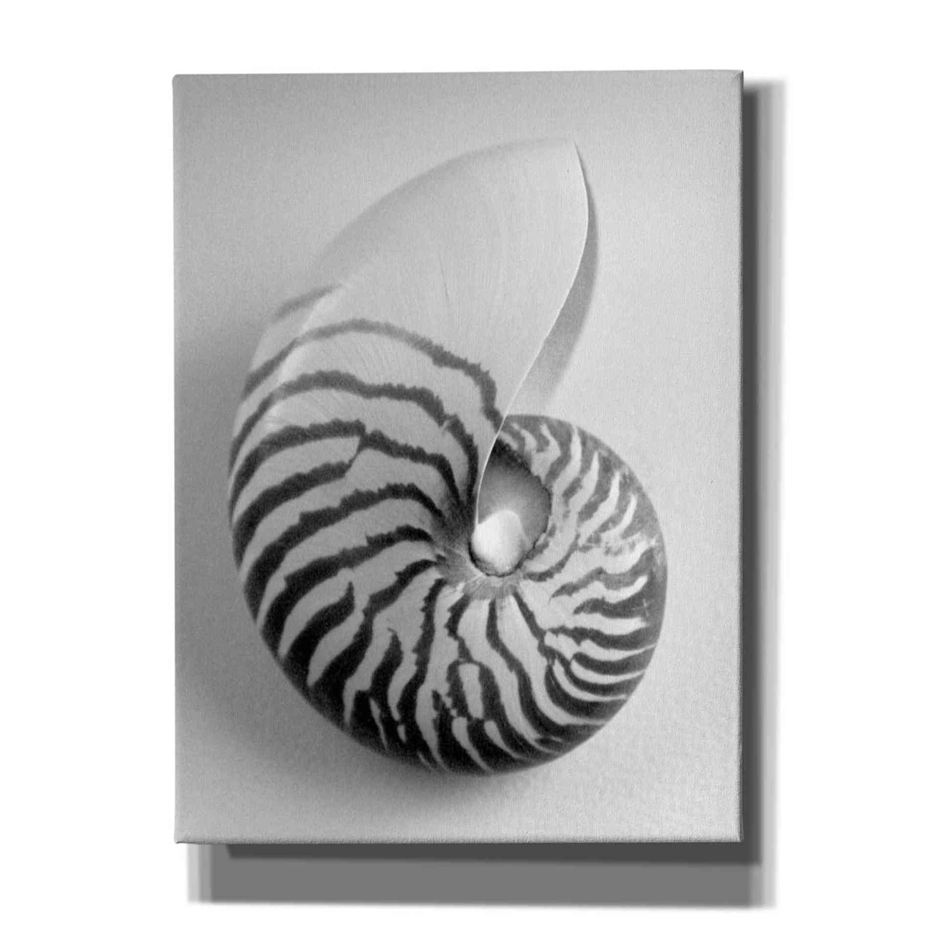 'Nautilus 2' by Debra Van Swearingen, Canvas Wall Art,12x16x1.1x0,20x24x1.1x0,26x30x1.74x0,40x54x1.74x0