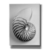 'Nautilus 2' by Debra Van Swearingen, Canvas Wall Art,12x16x1.1x0,20x24x1.1x0,26x30x1.74x0,40x54x1.74x0