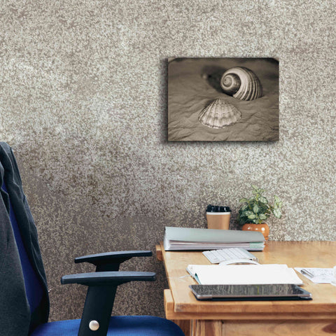 Image of 'Scallop Tonna' by Debra Van Swearingen, Canvas Wall Art,16 x 12