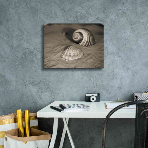 Image of 'Scallop Tonna' by Debra Van Swearingen, Canvas Wall Art,16 x 12