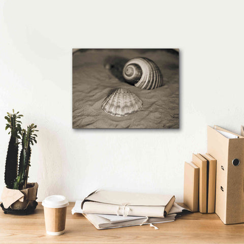 Image of 'Scallop Tonna' by Debra Van Swearingen, Canvas Wall Art,16 x 12