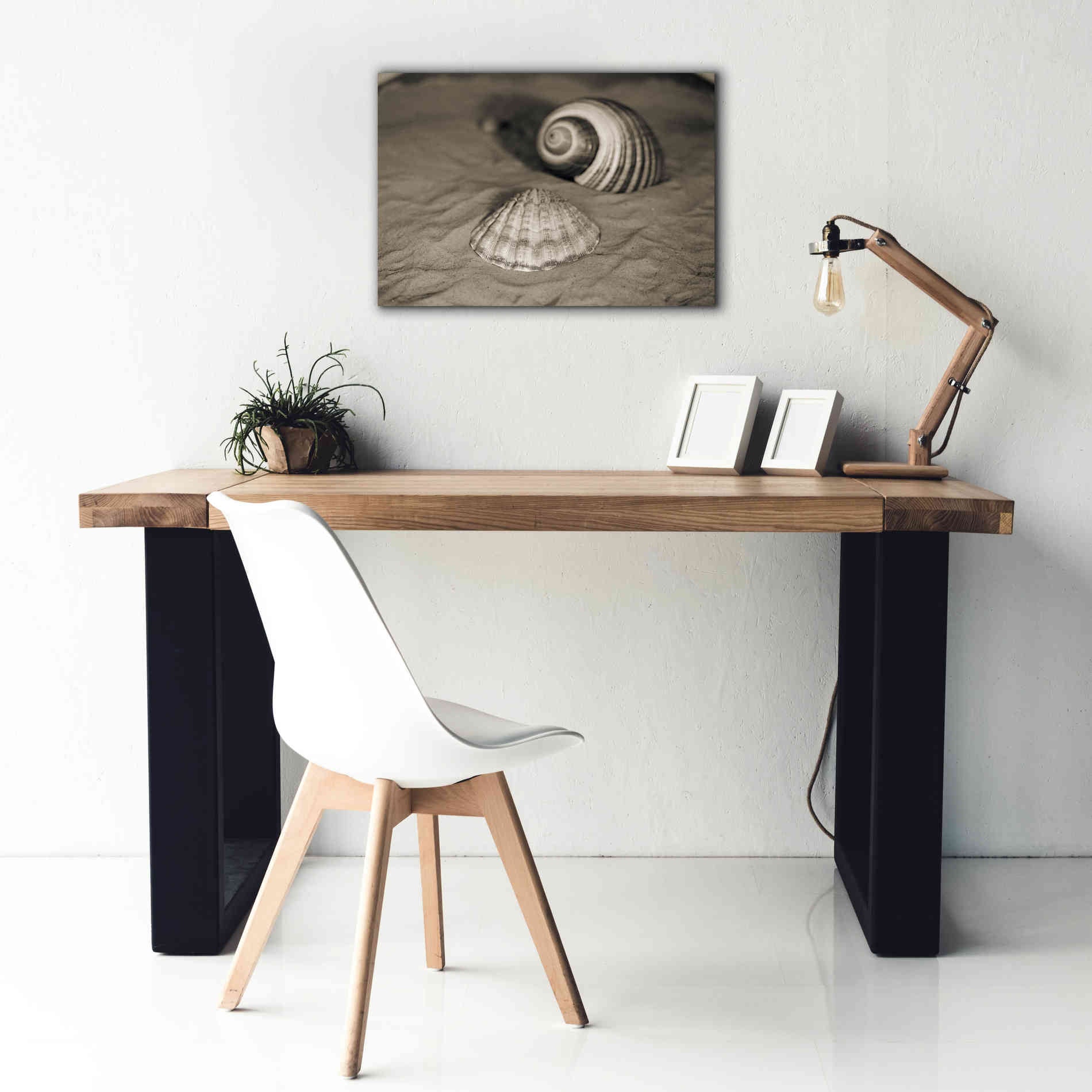 'Scallop Tonna' by Debra Van Swearingen, Canvas Wall Art,26 x 18