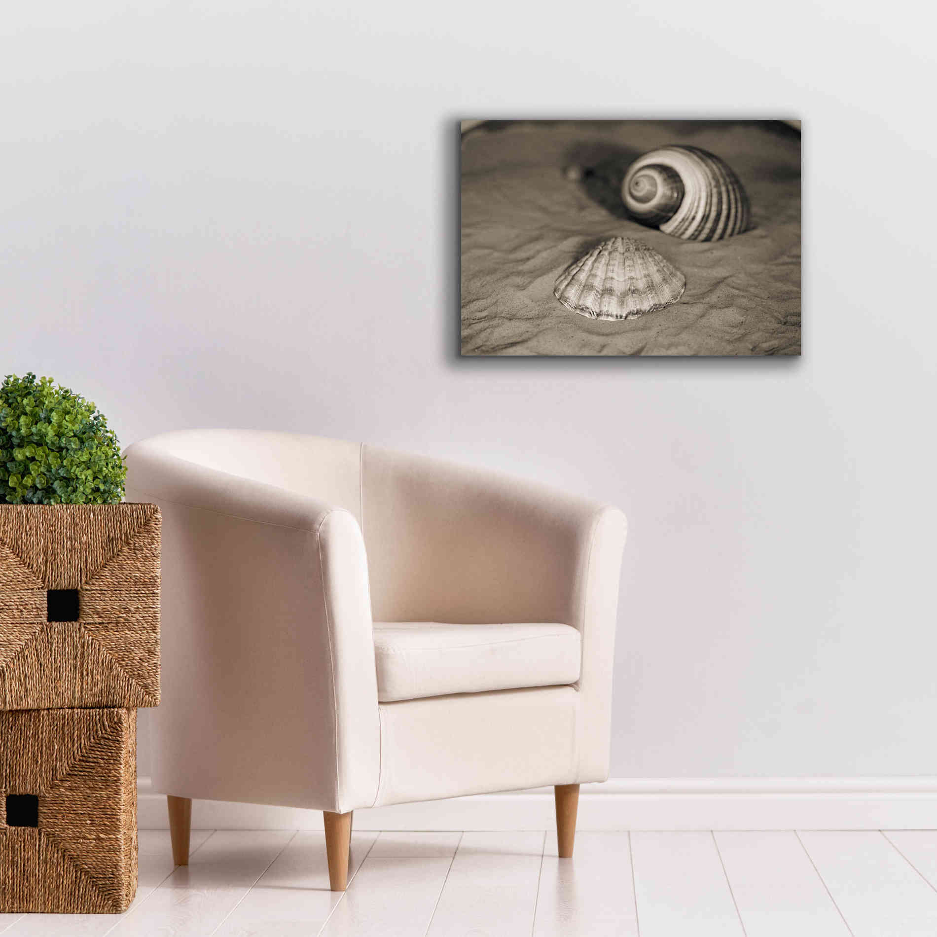 'Scallop Tonna' by Debra Van Swearingen, Canvas Wall Art,26 x 18