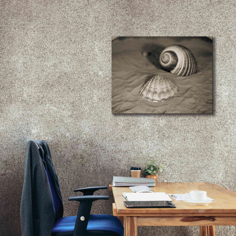 Image of 'Scallop Tonna' by Debra Van Swearingen, Canvas Wall Art,34 x 26