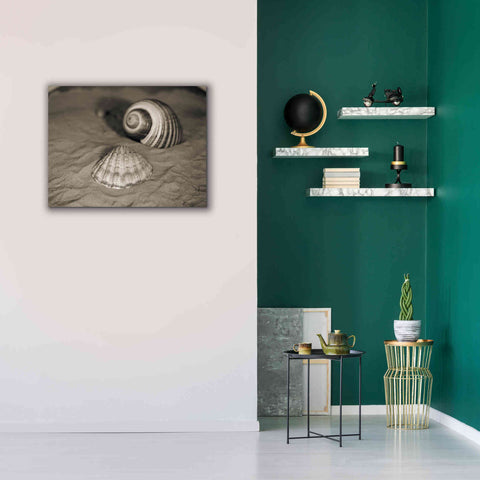 Image of 'Scallop Tonna' by Debra Van Swearingen, Canvas Wall Art,34 x 26