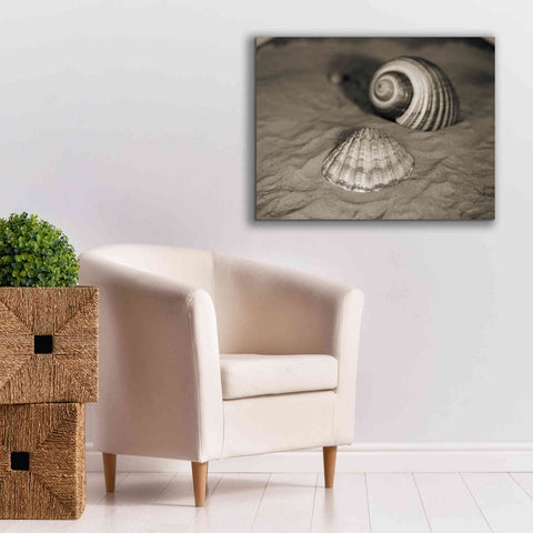 Image of 'Scallop Tonna' by Debra Van Swearingen, Canvas Wall Art,34 x 26