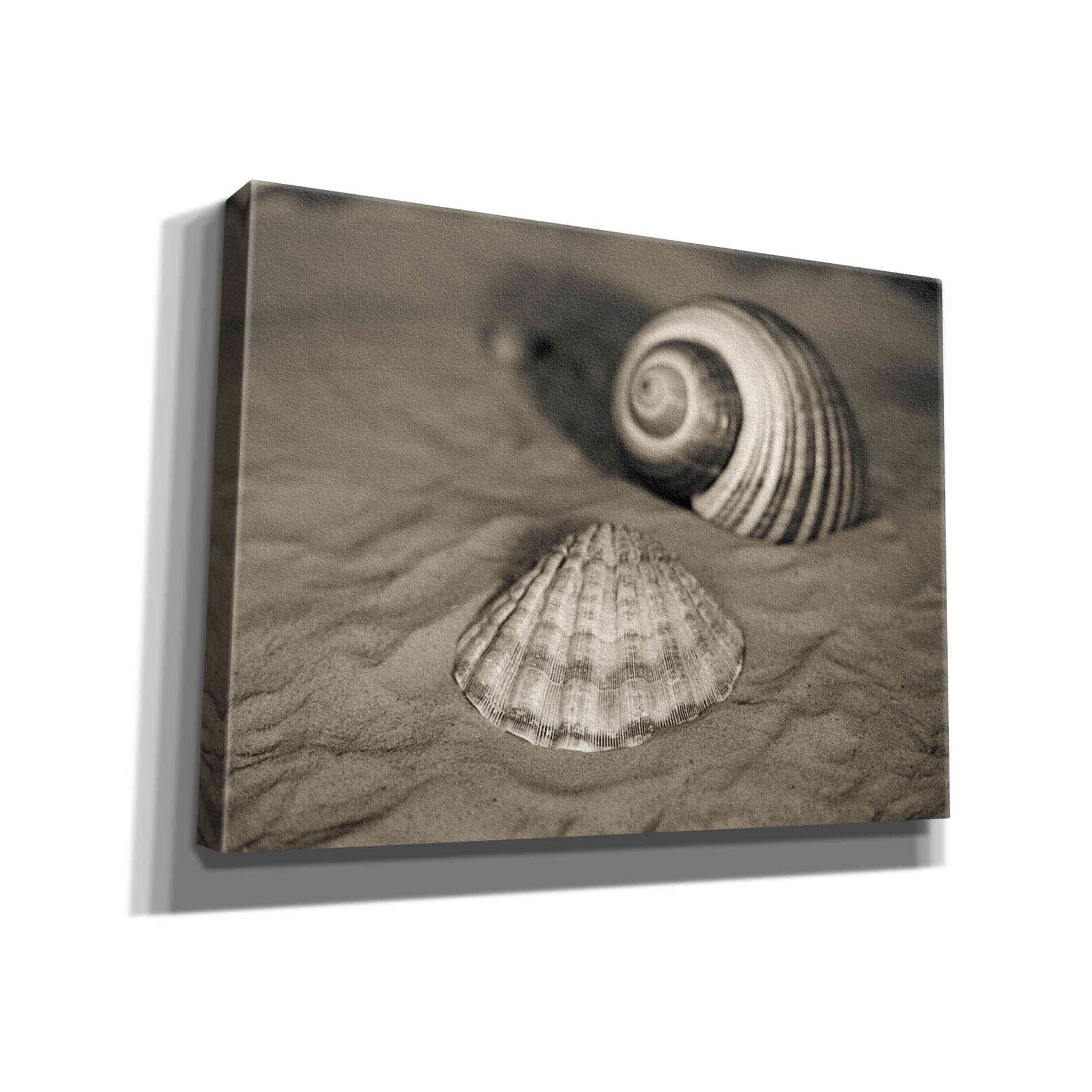 'Scallop Tonna' by Debra Van Swearingen, Canvas Wall Art,16x12x1.1x0,26x18x1.1x0,34x26x1.74x0,54x40x1.74x0