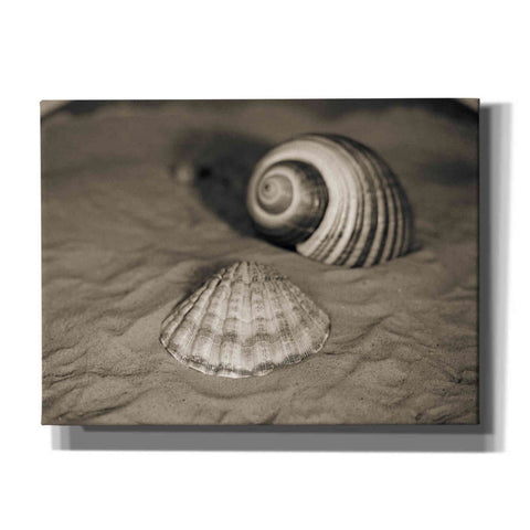 Image of 'Scallop Tonna' by Debra Van Swearingen, Canvas Wall Art,16x12x1.1x0,26x18x1.1x0,34x26x1.74x0,54x40x1.74x0