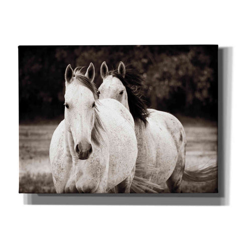 Image of 'Two Wild Horses Sepia' by Debra Van Swearingen, Canvas Wall Art,16x12x1.1x0,26x18x1.1x0,34x26x1.74x0,54x40x1.74x0