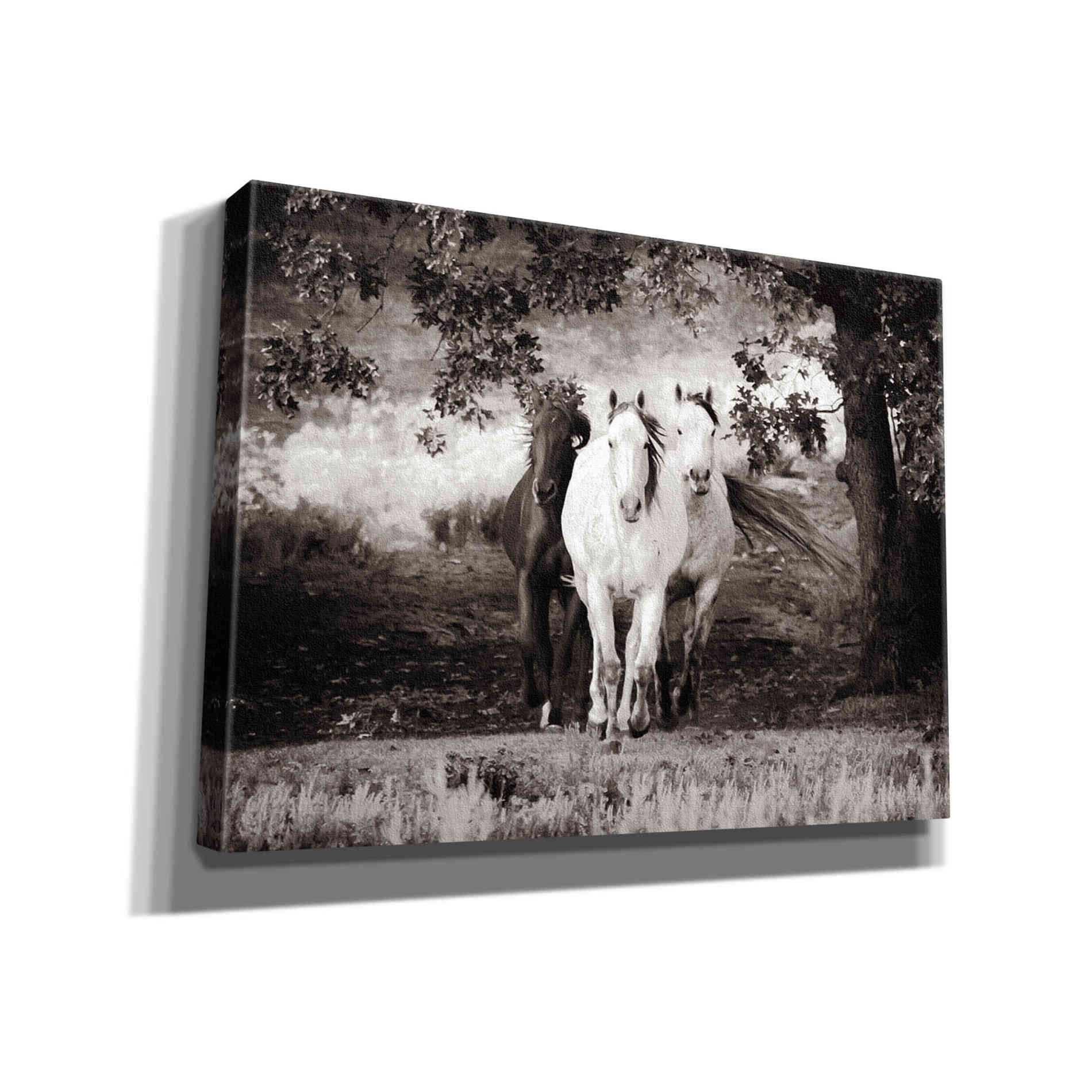 'Three Wild Horses Sepia' by Debra Van Swearingen, Canvas Wall Art,16x12x1.1x0,26x18x1.1x0,34x26x1.74x0,54x40x1.74x0