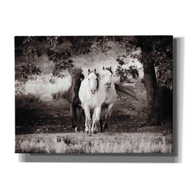 'Three Wild Horses Sepia' by Debra Van Swearingen, Canvas Wall Art,16x12x1.1x0,26x18x1.1x0,34x26x1.74x0,54x40x1.74x0