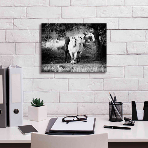 Image of 'Three Wild Horses BW' by Debra Van Swearingen, Canvas Wall Art,16 x 12