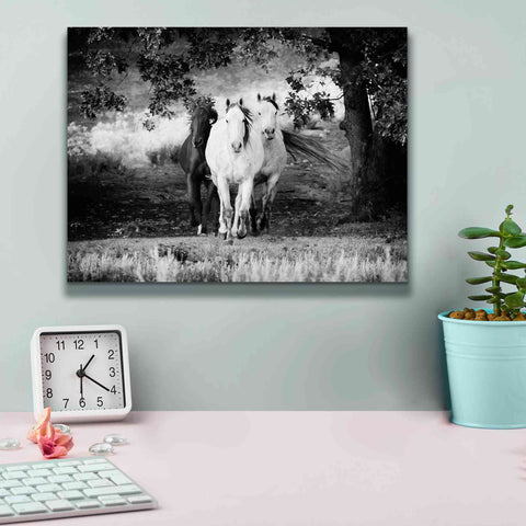 Image of 'Three Wild Horses BW' by Debra Van Swearingen, Canvas Wall Art,16 x 12