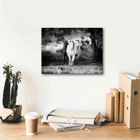 Image of 'Three Wild Horses BW' by Debra Van Swearingen, Canvas Wall Art,16 x 12