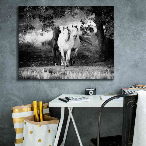 Image of 'Three Wild Horses BW' by Debra Van Swearingen, Canvas Wall Art,34 x 26
