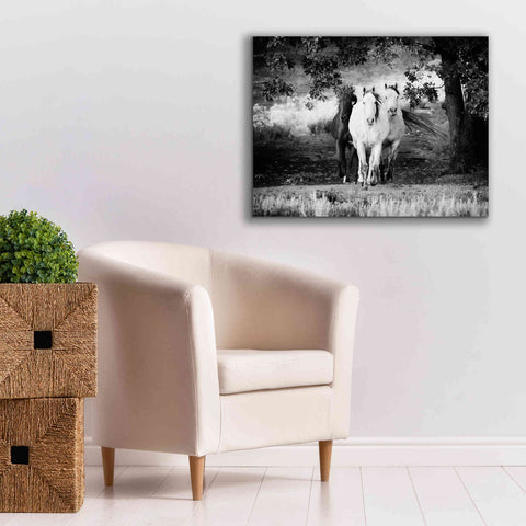 Image of 'Three Wild Horses BW' by Debra Van Swearingen, Canvas Wall Art,34 x 26