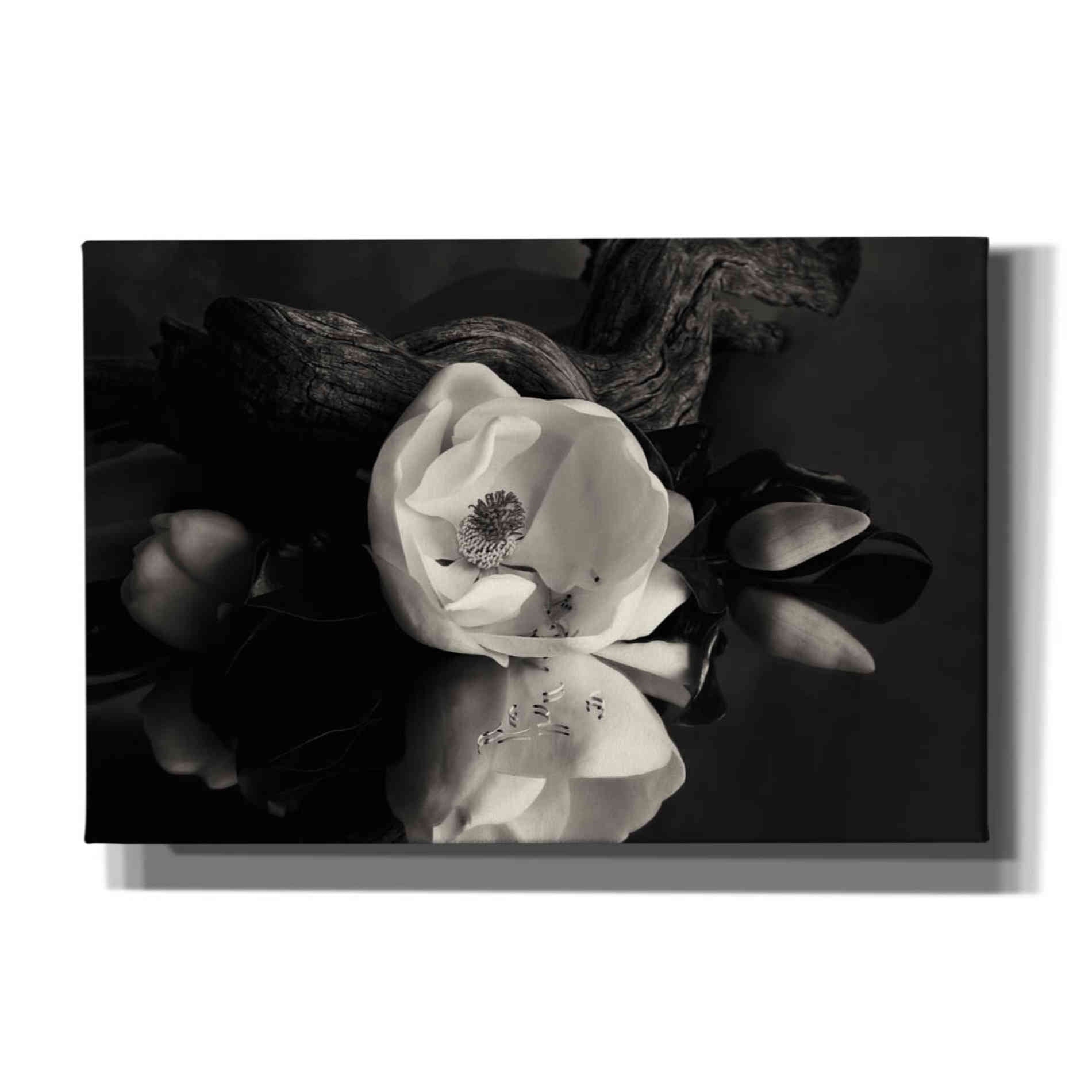 'Magnolia and Driftwood I' by Debra Van Swearingen, Canvas Wall Art,18x12x1.1x0,26x18x1.1x0,40x26x1.74x0,60x40x1.74x0