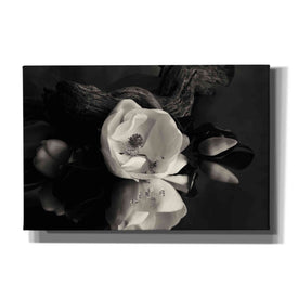 'Magnolia and Driftwood I' by Debra Van Swearingen, Canvas Wall Art,18x12x1.1x0,26x18x1.1x0,40x26x1.74x0,60x40x1.74x0