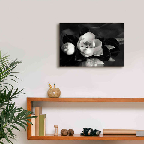 Image of 'Magnolia in Bloom' by Debra Van Swearingen, Canvas Wall Art,18 x 12