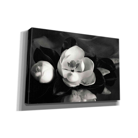 Image of 'Magnolia in Bloom' by Debra Van Swearingen, Canvas Wall Art,18x12x1.1x0,26x18x1.1x0,40x26x1.74x0,60x40x1.74x0