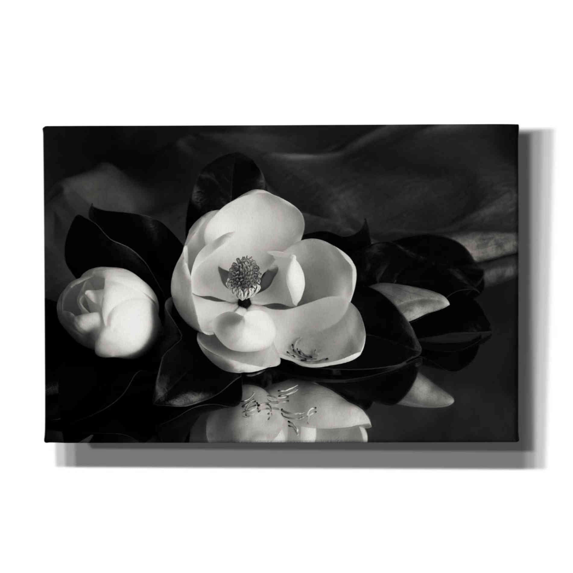 'Magnolia in Bloom' by Debra Van Swearingen, Canvas Wall Art,18x12x1.1x0,26x18x1.1x0,40x26x1.74x0,60x40x1.74x0