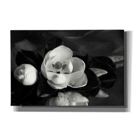 'Magnolia in Bloom' by Debra Van Swearingen, Canvas Wall Art,18x12x1.1x0,26x18x1.1x0,40x26x1.74x0,60x40x1.74x0