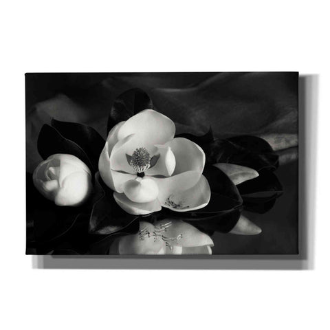 Image of 'Magnolia in Bloom' by Debra Van Swearingen, Canvas Wall Art,18x12x1.1x0,26x18x1.1x0,40x26x1.74x0,60x40x1.74x0