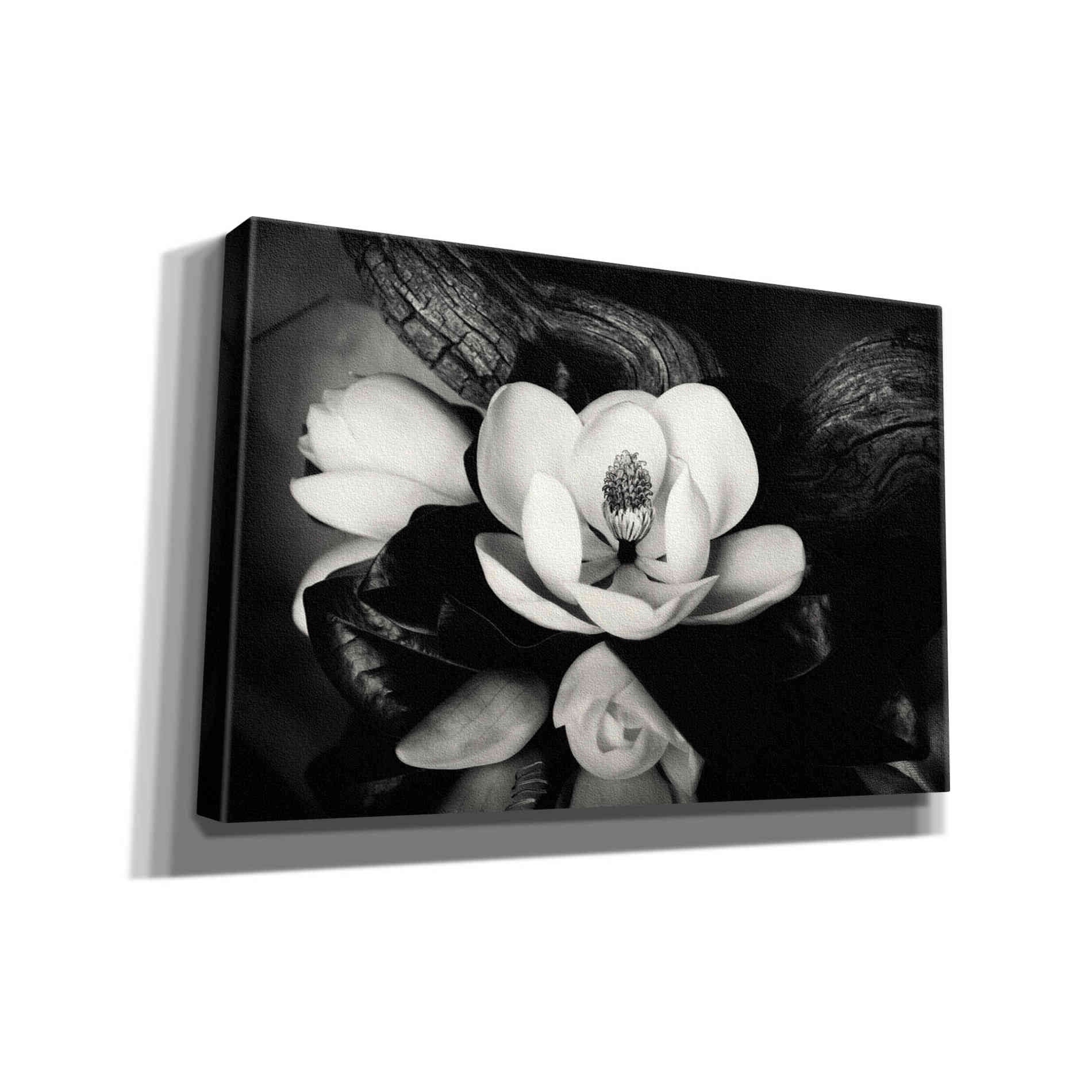 'Magnolia and Driftwood II' by Debra Van Swearingen, Canvas Wall Art,18x12x1.1x0,26x18x1.1x0,40x26x1.74x0,60x40x1.74x0