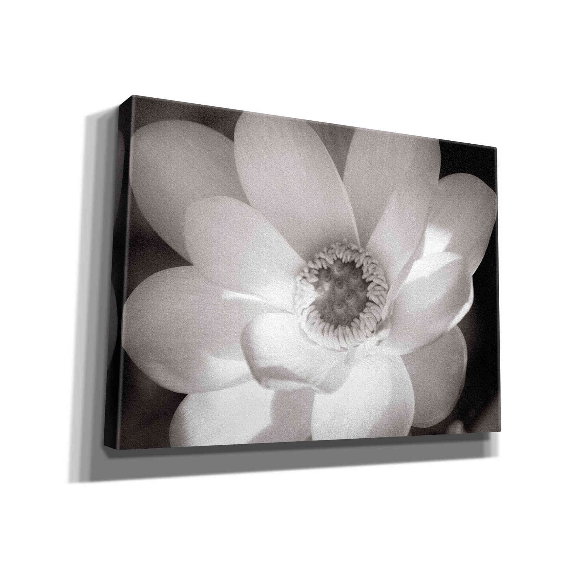 'Lotus Flower V' by Debra Van Swearingen, Canvas Wall Art,16x12x1.1x0,26x18x1.1x0,34x26x1.74x0,54x40x1.74x0