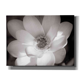 'Lotus Flower V' by Debra Van Swearingen, Canvas Wall Art,16x12x1.1x0,26x18x1.1x0,34x26x1.74x0,54x40x1.74x0