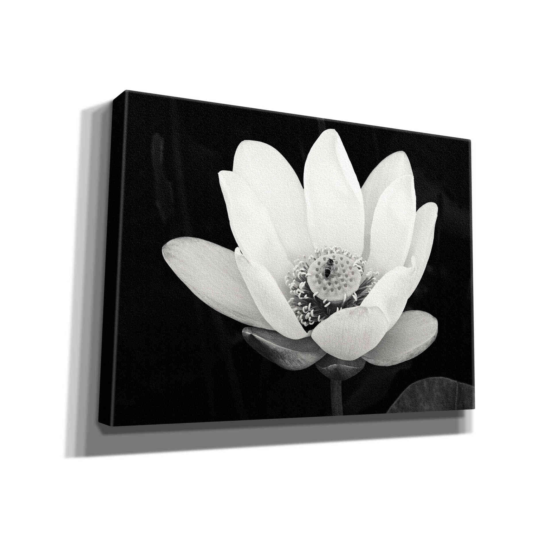 'Lotus Flower I v2' by Debra Van Swearingen, Canvas Wall Art,16x12x1.1x0,26x18x1.1x0,34x26x1.74x0,54x40x1.74x0